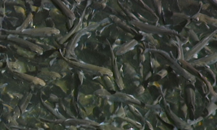 Un agrosystème aquatique - L'élevage des truites - 6mn 52s